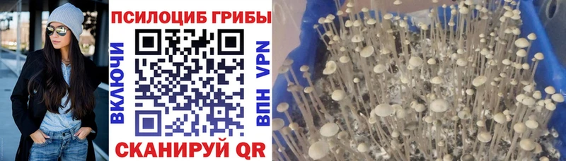Псилоцибиновые грибы MAGIC MUSHROOMS  Купить закладки  Кемерово 